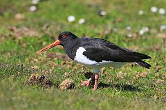 Eurasian Oystercatcher